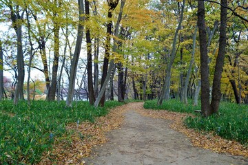 落ち葉の道　秋　森　風景
