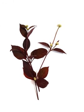 Picture of brown leaves with white flowers on a white background.
