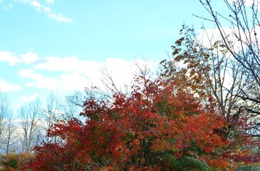 秋　紅葉　もみじ　風景