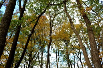 秋の森　風景　彩　癒し