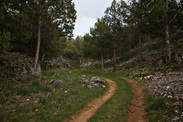 Fototapeta na wymiar Land road between trees in the mountain