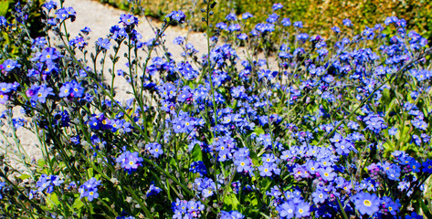 Fototapeta premium Flora und Fauna