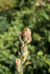 Adam's Needle (Yucca filamentosa) in garden, Moscow region, Russia