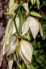 Obraz premium Adam's Needle (Yucca filamentosa) in garden, Moscow region, Russia