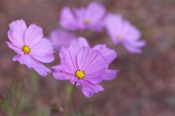 Fototapeta premium A group of pink cosmos flowers in a field with a shallow depth of field.