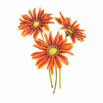 Bouquet with orange and yellow variety of gazania flower (Gazania rigens, Tiger Stripes, south african daisy, Treasure flower). Watercolor hand drawn painting illustration isolated on white background