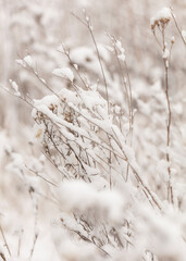 Winter nature print with close up of light beige dried grass with snow in the background. Reeds in beige with selective focus and the background is blurred. 