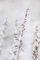 Winter nature print with close up of light beige dried grass with snow in the background. Reeds in beige with selective focus and the background is blurred. 