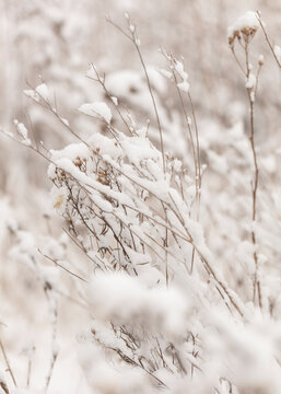 Winter nature print with close up of light beige dried grass with snow in the background. Reeds in beige with selective focus and the background is blurred. 