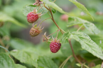 Framboise