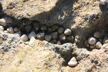 A group of sea snails in a rock crevice on the coast of Majorca, Balearic island, Spanien