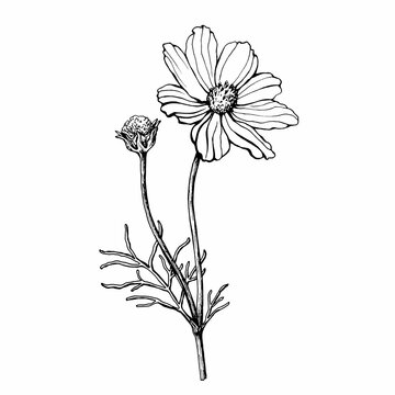 Branch with flower of cosmea (Cosmos bipinnatus, Mexican aster, garden cosmos). Black and white outline illustration, hand drawn work. Isolated on white background.