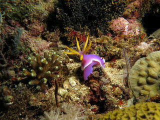 A Hypselodoris apolegma nudibranch amongst corals Boracay Philippines