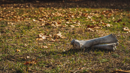 big bones at the ground