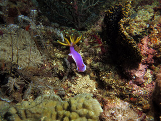 A Hypselodoris apolegma nudibranch amongst corals Boracay Philippines