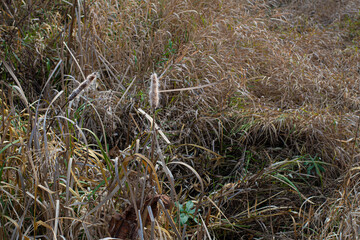 Fototapeta na wymiar dry yellow autumn grass. swamp and dry reeds