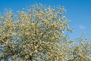Apple Tree (Malus domestica) in orchard