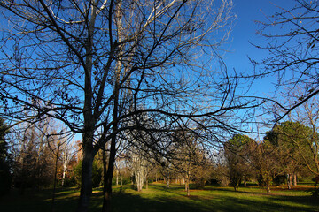 Fototapeta na wymiar Gli alberi del parco, quasi del tutto spogli in autunno inoltrato, si stagliano su un cielo blu intenso e terso