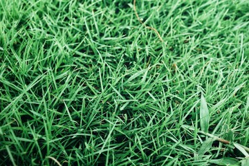 Green grass plant background texture