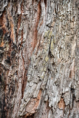bark of a tree