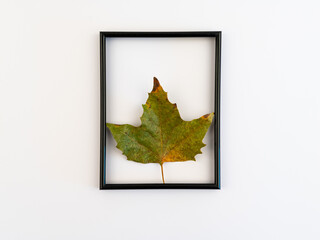 Minimal concept. Dry leaves on a white backdrop with a picture frame.