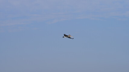 pelican flying over the ocean Los Angeles