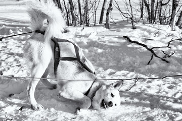 Dog sledding