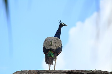 Beautiful elegant female peacock standing in top of the house or cottage/hovel with clouds in the background