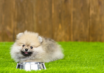 A small fluffy puppy of the German Spitz breed eating from an iron bowl on the green grass of the lawn near the house on the background of a wooden fence. Place for text