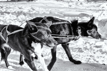 Dog sledding
