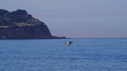 pelican flying over the ocean Los Angeles