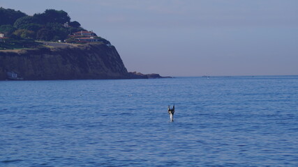 pelican flying over the ocean Los Angeles