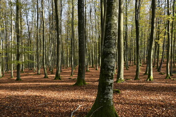 Autumn in a Kashubian forest