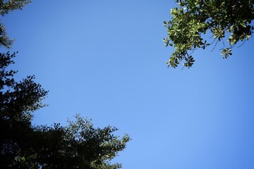 Green leaves and blue sky