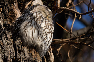 uralowl