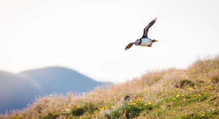 Flying puffin in Iceland with beautiful nature