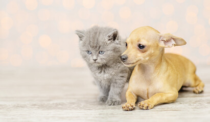 Fototapeta na wymiar Little toy terrier puppy sniffs a fluffy gray kitten against the background of lights