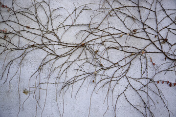 Obraz premium Dry branches on wall