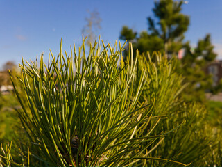 The fluffy tip of the crown of a young cedar tree with dense green needles in yellow harsh sunlight against the background of a bright blue sky and park conifers.
