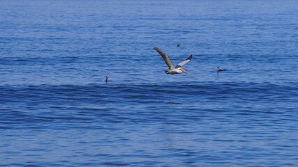 Fototapeta na wymiar pelican flying over the ocean Los Angeles