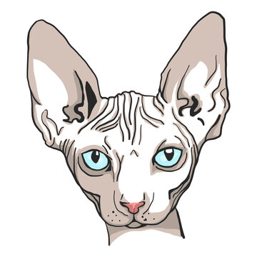 sphinx cat, vector portrait, logo, icon, for surface printing, avatar, head of a pet without fur