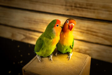 Pair of green inseparable parrots on a wooden background.