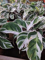 White broad strokes on green lanceolate leaves of Never Never Plant (Ctenanthe oppenheimiana)
