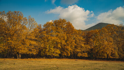  leaves of trees at autumn