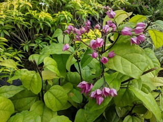 Purple pink flowers of Bleeding Heart Vine (Clerodendrum thomsoniae)