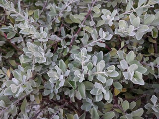 Close up on silver gray leaves of Texas sage (Leucophyllum frutescens)