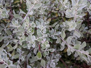 Close up on silver gray leaves of Texas sage (Leucophyllum frutescens)
