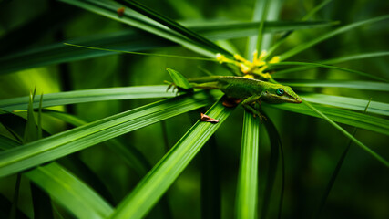 Green Lizard on Grass