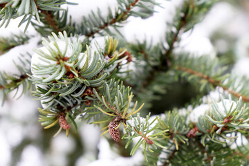 Spruce branches with needles covered by snow. Natural fir tree in winter for Christmas and New Year background