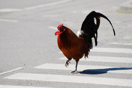 Rooster Walking On Pedestrian Crossing